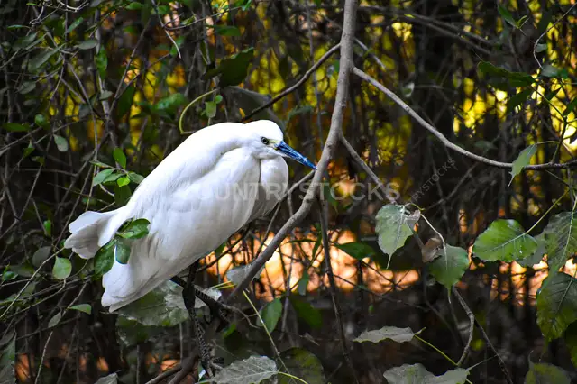 White Egret Perched on Branch, Giza Zoo