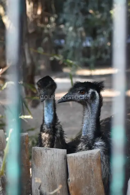 Emus in Enclosure, Giza Zoo, Cairo