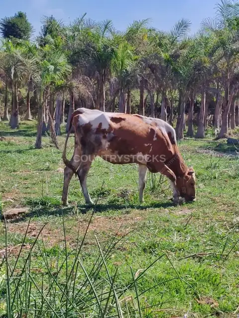 Brown and White Cow Grazing, Al-Qanater Al-Khayreya Gardens