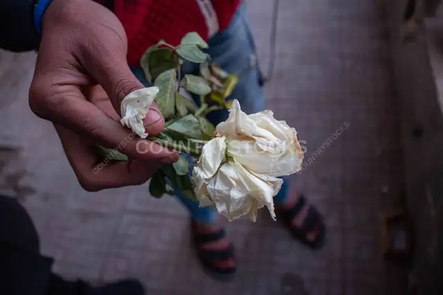 Young Man Holding Wilted White Rose, Giza