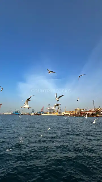 Seagulls Flying Over Suez Canal Port Said