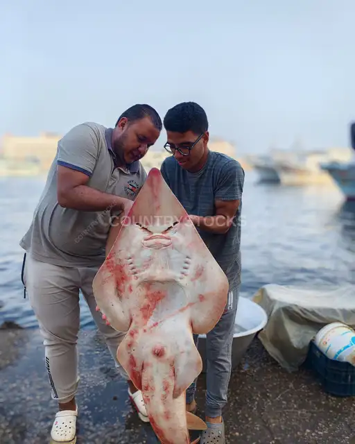 Egyptian Fishermen Holding Large Sawfish at Ezbet El Borg Harbor