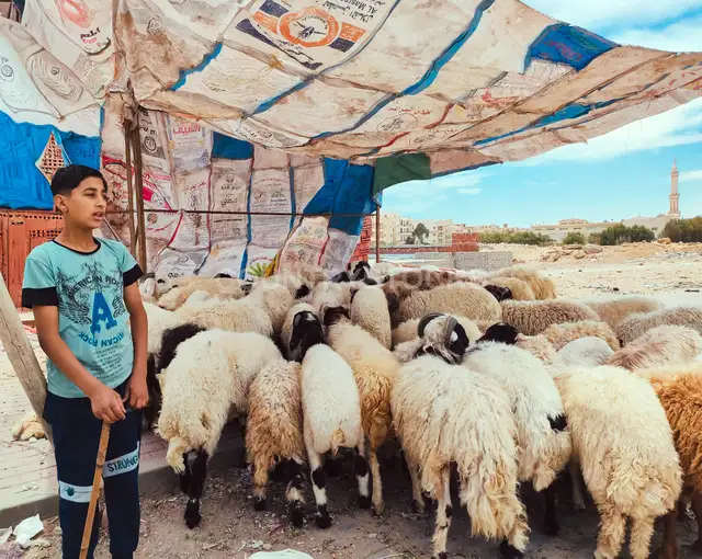 Young Boy Watching a Flock of Sheep Before Eid al-Adha