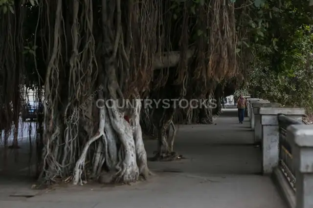 Banyan Trees Walkway Kornish el Nil Cairo