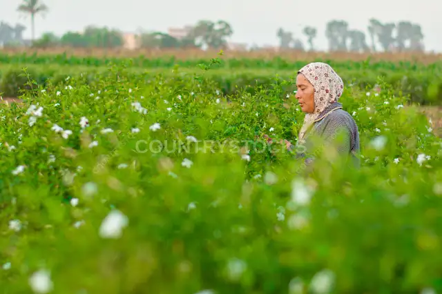 Woman Harvesting Jasmine, Kafr Saadoun, Gharbia
