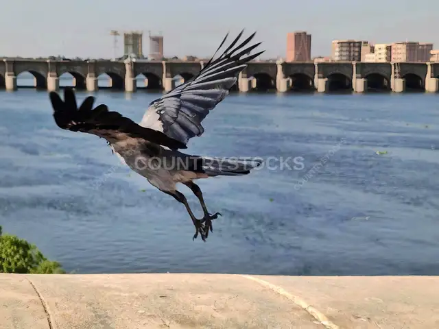 Heron in Flight Over Nile, Al-Qanater Bridge Background