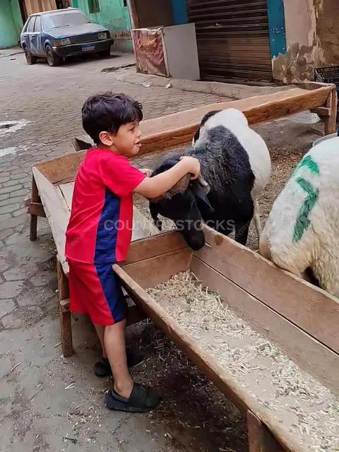 Child Playing with a Sacrificial Calf Before Eid al-Adha in Cairo