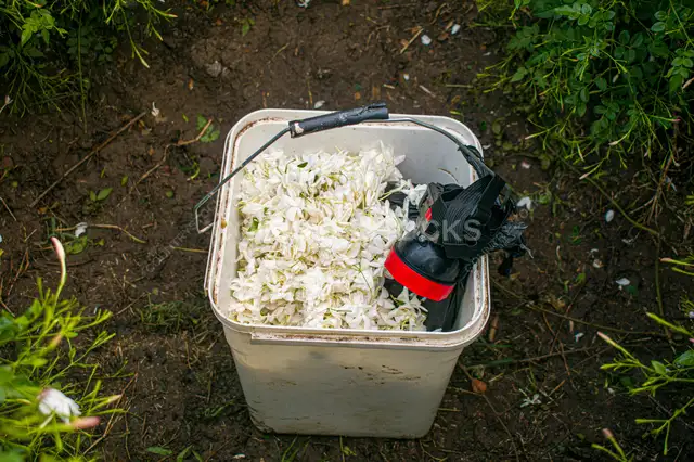 Jasmine Harvest Bucket with Work Gloves, Gharbia Egypt