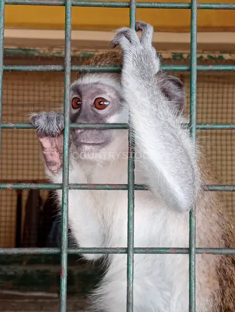 Monkey Behind Cage Bars, Alexandria Zoo