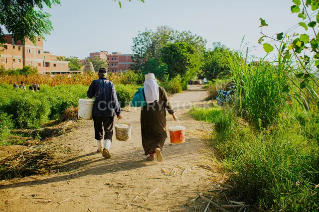 Female Jasmine Field Workers with Buckets, Gharbia