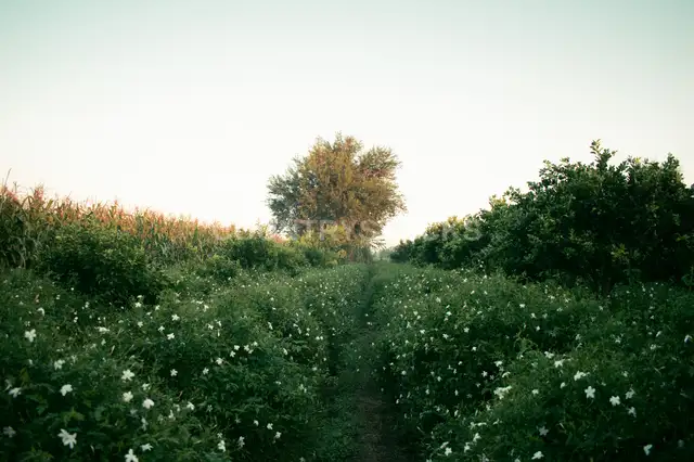 Jasmine Field at Dawn, Kafr Saadoun, Gharbia Egypt