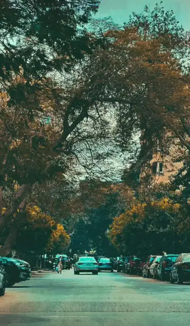 Tree-Lined Street in Maadi, Cairo