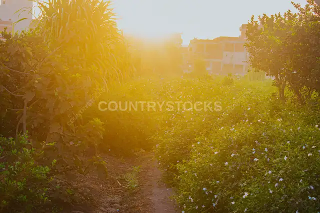 Jasmine Fields at Sunrise, Shubra Balula Gharbia Egypt