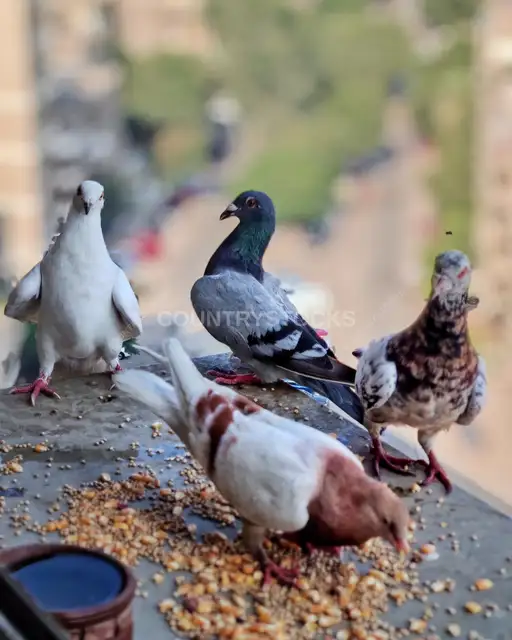 Pigeons Feeding on Wall Edge, Cairo