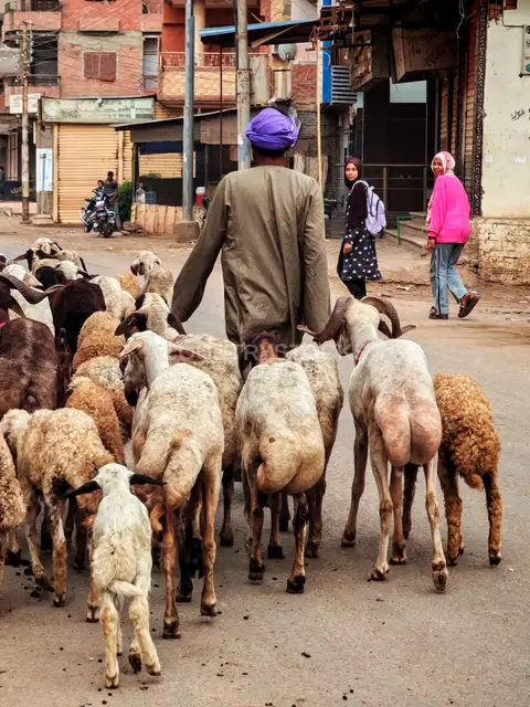 Sheep Herd Moving Through Village Streets Before Eid Al-Adha