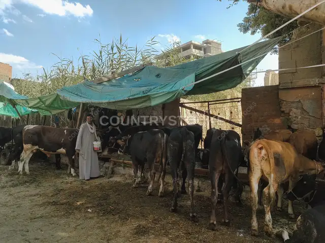 Egyptian Cows and Buffalos Feeding with Herder During Eid al-Adha Season