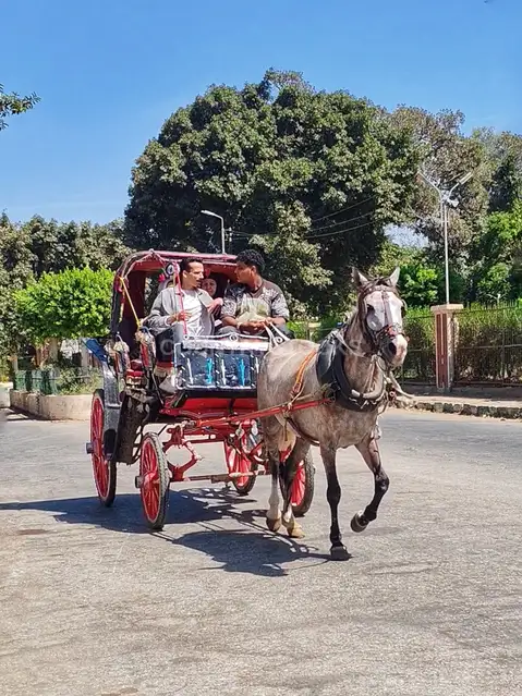 Traditional Horse Carriage (Hantour) in Al-Qanater Streets