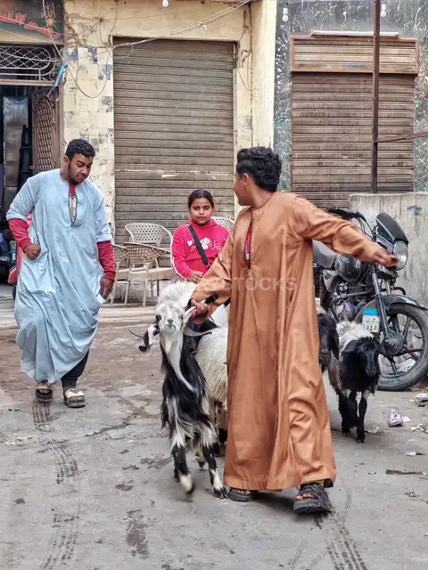 Street Life and Sheep Trading in El Gamaliya