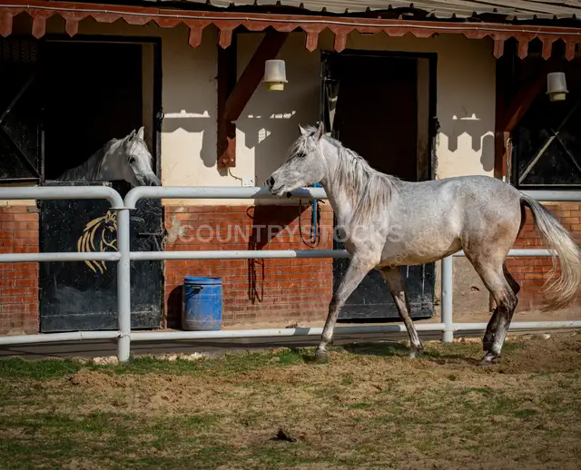 White Arabian Horse Trotting in Egyptian Stable Paddock