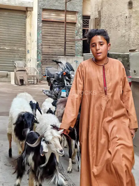 Young Shepherd Leading Goats Through El Gamaliya Streets