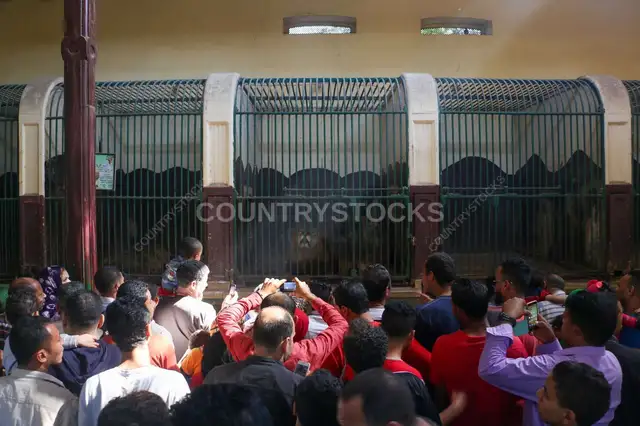 Crowd Watching Lions at Giza Zoo (Genenit el Hayawanat) During Eid el Fitr 2017 2