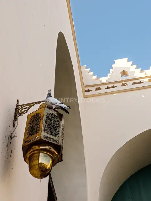 Dove Perched on Brass Lantern, Al-Hakim Mosque Cairo