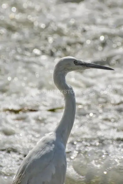 Little Egret Portrait, Fayyum Egypt