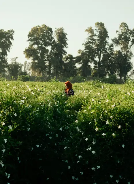 Woman Hand-Picking Jasmine, Kafr Saadoun, Gharbia