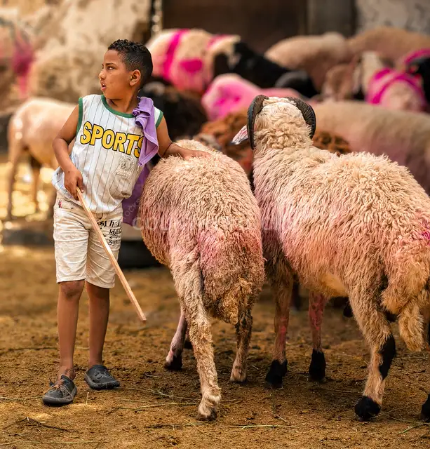 Little Boy Standing Among Sheep During Eid al-Fitr in the Egyptian Countryside