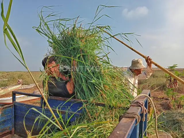 Egyptian Farmers Harvesting Fresh Clover Fields in Dakahlia
