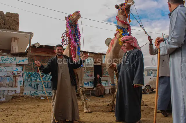 Eid al-Adha Preparations at Birqash Camel Market