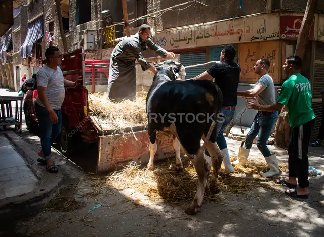 Unloading sacrificial buffalo in the street in Old Maadi before Eid al-Adha