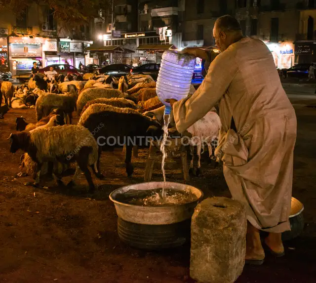 Feeding Sheep and Goats During Eid al-Adha Preparations in Cairo
