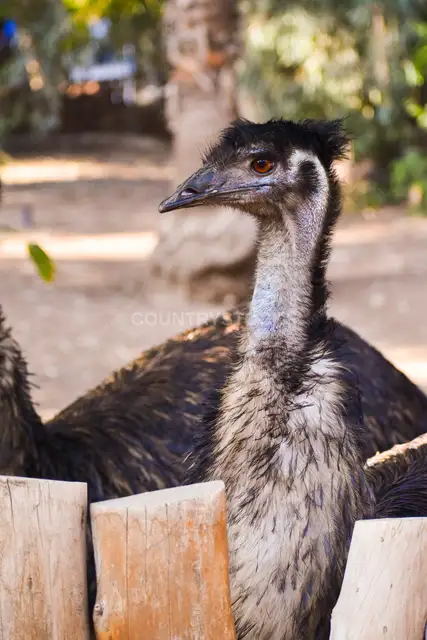 Emu Close-Up at Giza Zoo, Egypt