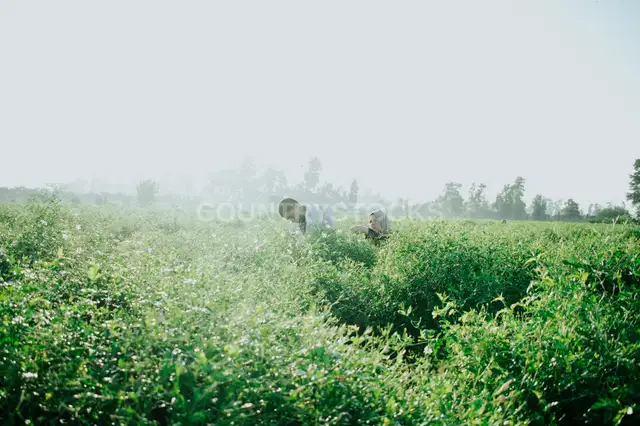 Jasmine Field Hand Harvest, Kafr Saadoun, Gharbia