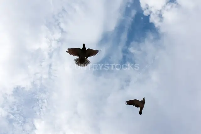 Two Pigeons Flying Against Cloudy Sky, Egypt