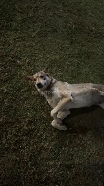 Baladi Dog Resting on Grass, Nile University Giza