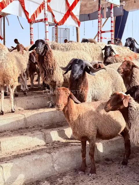Sheep Gathered Before Eid