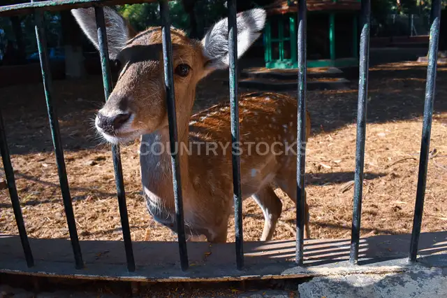 Spotted Deer Behind Bars, Giza Zoo Egypt