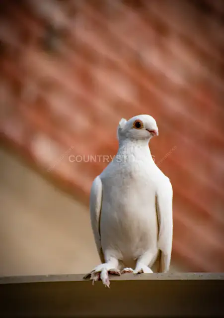 White Pigeon Perched on Ledge Against Red Wall