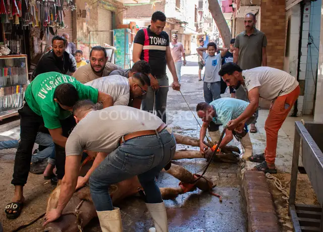 Traditional Eid al-Adha Cattle Preparation in Old Cairo Alleyways