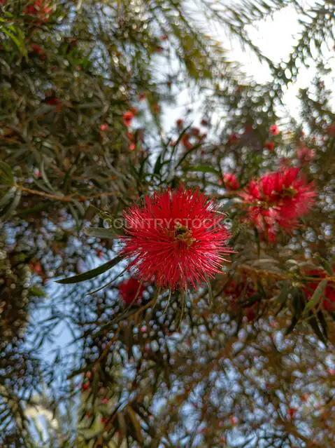 Red Bottlebrush Tree Flowers, Fayyum Egypt