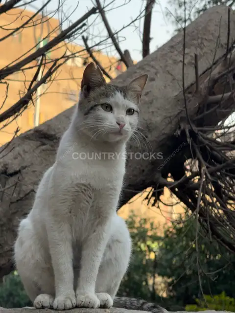 Baladi Cat in the Streets of Cairo