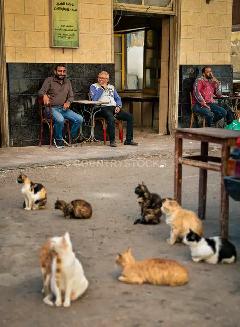 Street Cafe with Stray Cats, Kom El Dekka Alexandria