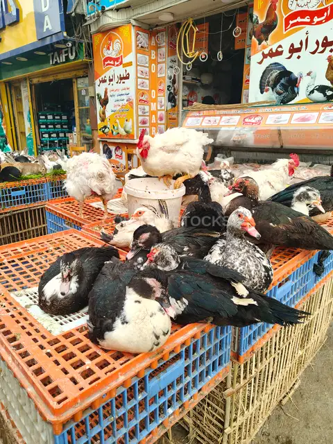Baladi Ducks Inside a Traditional Egyptian Poultry Shop