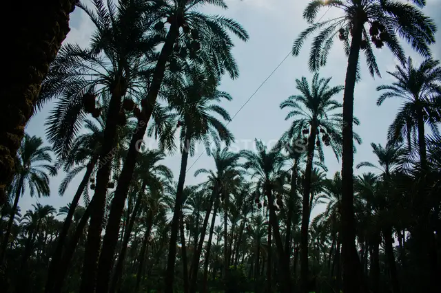 Date Palm Grove at Harvest Season, Dahshur Giza