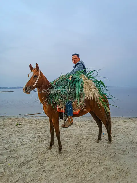 Horse Rider Carrying Fodder, Fayyum Oasis Shore