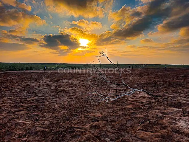 Dead Branch on Red Sand Desert at Sunrise, Daqahliya