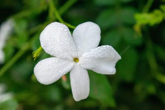 White Jasmine Flower with Dew Drops, Gharbia Egypt