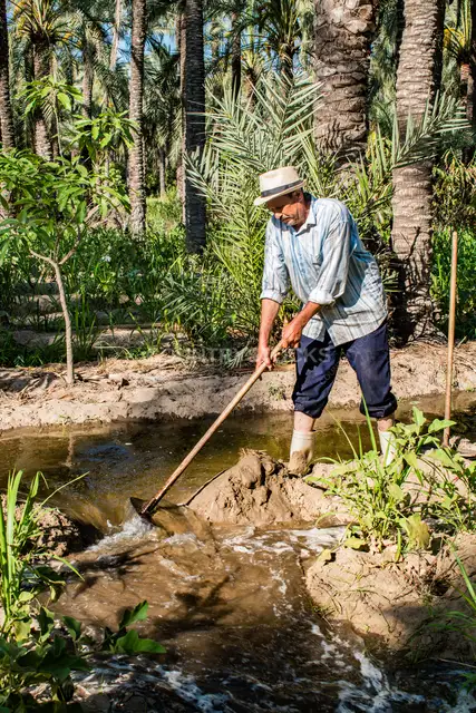 Egyptian Farmer Irrigating Fields, Ezbet El Borg Rashid